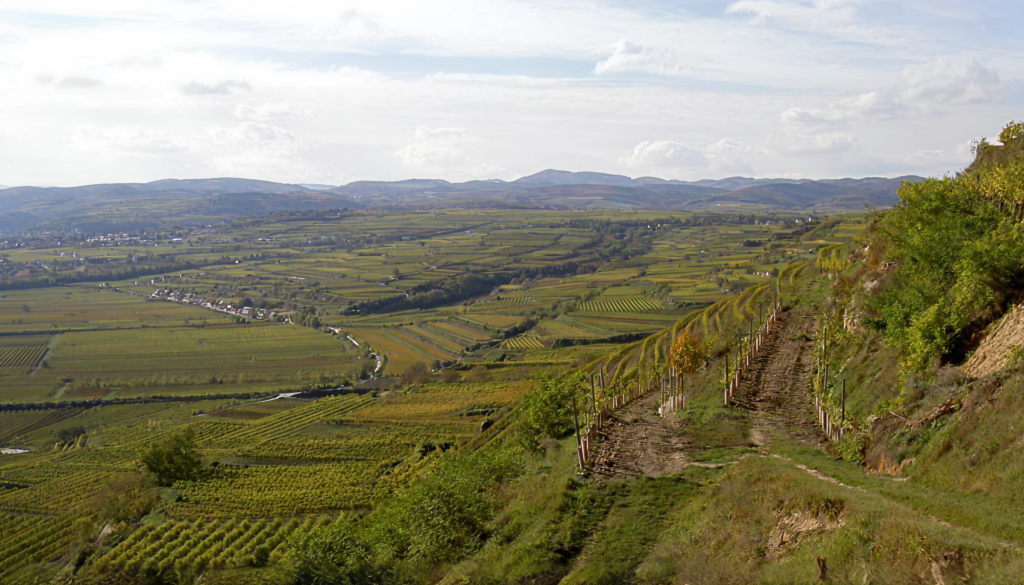 Blick über die Weinberge Ried Kremser Gebling ins Kremstal