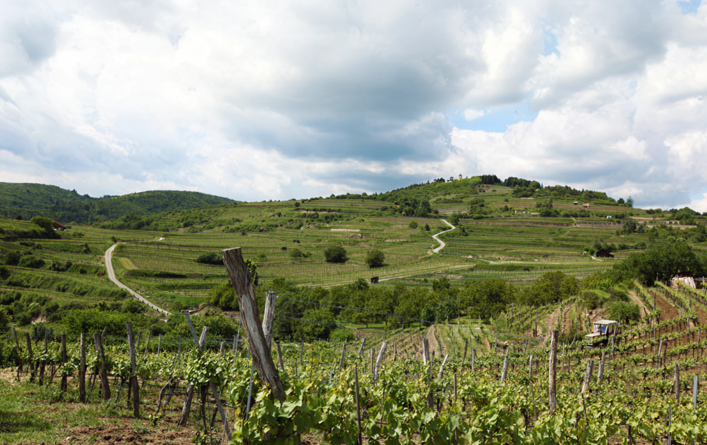 Ried Kremser Gebling — Weinberg-Panorama des Weinguts Zöhrer bei Krems