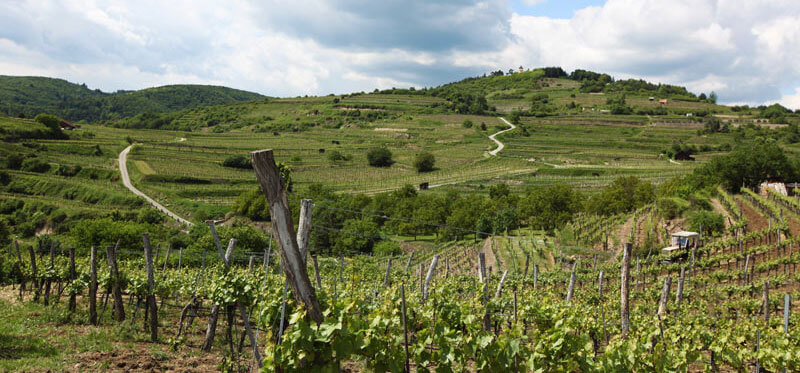 Geführte Wanderung durch die Kremser Weinberge, Erlebnis 70–90 Minuten